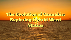 The Evolution of Cannabis: Exploring Hybrid Weed Strains