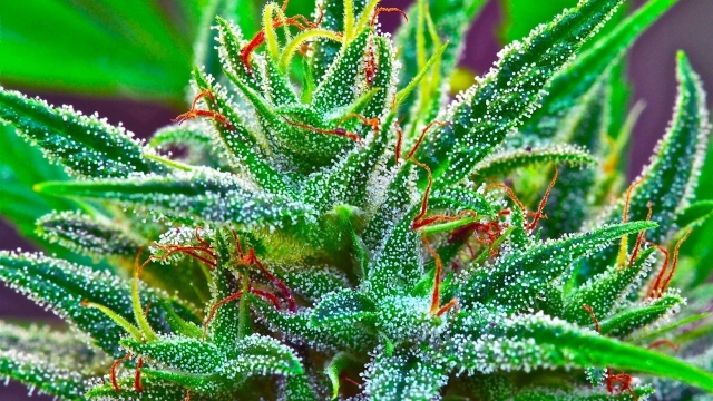 High Times: Exploring the World of Marijuana