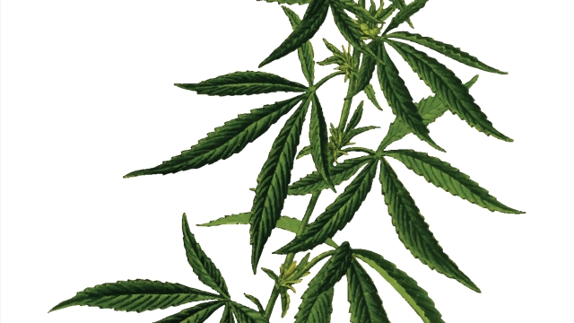 The Ganja Guide: Unlocking the Mysteries of Marijuana