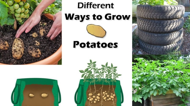 The Art of Growing Tasty Taters: Unveiling the Secrets of Potato Planting