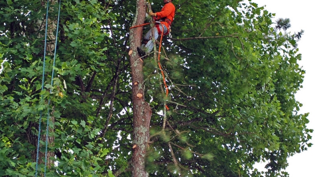 Redefining Landscapes: Unveiling the Art of Tree Removal