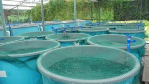 Revolutionizing the Waves: The Future of Aquaculture Technology